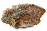 Colorful, Polished Petrified Wood (Araucarioxylon) - Arizona #371646-1